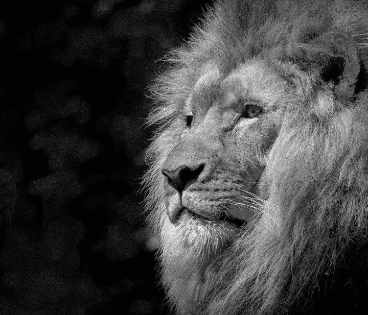 Lionbridge website screenshot